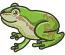 Green Frog  Embroidery Machine Embroidery Design, Instant Download 