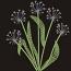 Blowball Dandelion. Machine Embroidery Design, Instant Download  