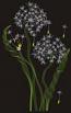 Dandelion. Machine Embroidery Design, Instant Download