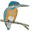  Kingfisher. Large Machine Embroidery Design, Instant Download 