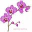 Orchid – Machine Embroidery Design, Instant Download  