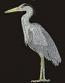 Grey Heron Machine Embroidery Design – Instant Download 