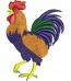 Rooster Machine Embroidery Design – Instant Download  