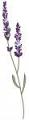 Lavender Machine Embroidery Design / Wild Forest Garden Flowers 