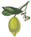 Lemon Machine Embroidery Design 