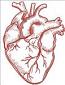 Realistic Human Heart Machine Embroidery Design 