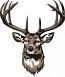 Buck Head Deer  SVG. dxf, PNG. EPS. jpg big size 300 dpi files 