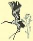 Red-crowned crane Machine Embroidery Design 