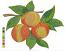 eaches with Leaves Machine Embroidery Design Juicy Fruit 2 Sizes 