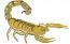 Scorpio Zodiac Scorpion Machine Embroidery Design - Three Sizes Included 