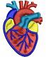 Anatomical Heart Machine Embroidery Design, Realistic Heart Cap and Hat Embroidery File, Medical Biology Embroidery Digital Design  