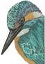 Kingfisher Halcyon Machine Embroidery Design, Blue Bird Portrait Digital File 12102026