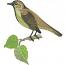 Common Nightingale Machine Embroidery Design, Bird on Birch Branch Digital File  