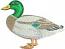 Mallard Duck Machine Embroidery Design, Standing Waterfowl Digital File 