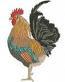 Detailed Rooster Machine Embroidery Design, High-Density Cockerel File 