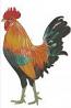 Large Rooster Machine Embroidery Design, High-Density Cockerel Digital File
