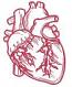 realistic Human Heart