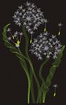 Dandelion. Machine Embroidery Design, Instant Download