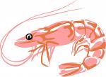Shrimp vector SVG. dxf, PNG. EPS. jpg big size 300 dpi files 