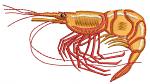 Shrimp Machine Embroidery Design, Prawn Crustacean Machine File  