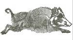Wild boar Embroidery Machine Embroidery Design, Instant Download including cap size 