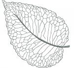 Leaf Machine Embroidery Design 