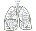 Realistic Lungs Respiratory System Machine Embroidery Design for Medical Projects and Anatomy 
