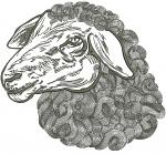 Lamb Sheep Machine Embroidery Design 