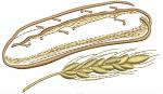 Bread and Spikelet Machine Embroidery Design, Instant Download 