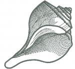 Shell Machine Embroidery Design 