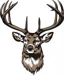 Buck Head Deer  SVG. dxf, PNG. EPS. jpg big size 300 dpi files 