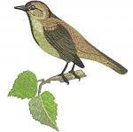Common Nightingale Machine Embroidery Design, Bird on Birch Branch Digital File  