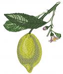 Lemon Machine Embroidery Design 