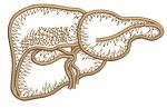 Human Liver Machine Embroidery Designs 