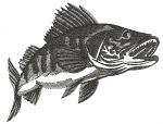 Zander fish machine embroidery design – monochrome 