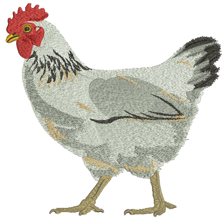 Realistic Chicken Embroidery Design Hen Portrait 3 Sizes Farm Bird 