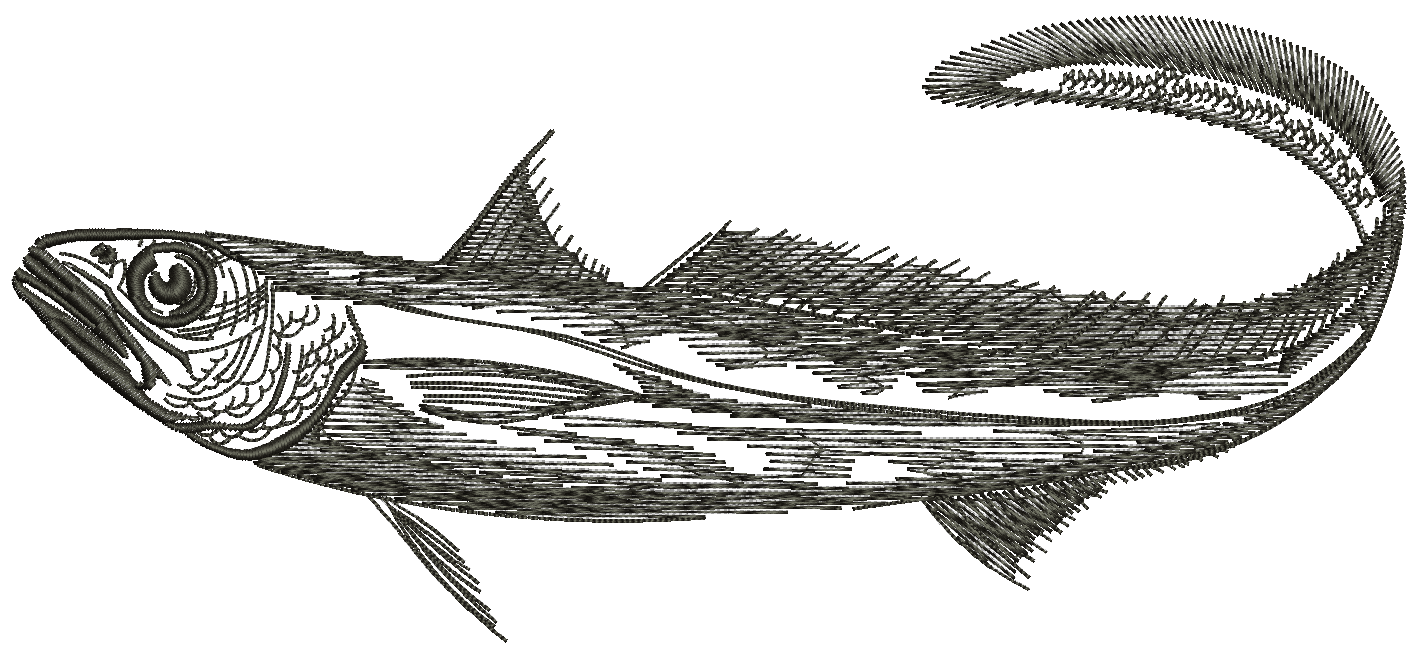 Macruronus Magellanicus Machine Embroidery Design, Patagonian Grenadier Fish Pattern  