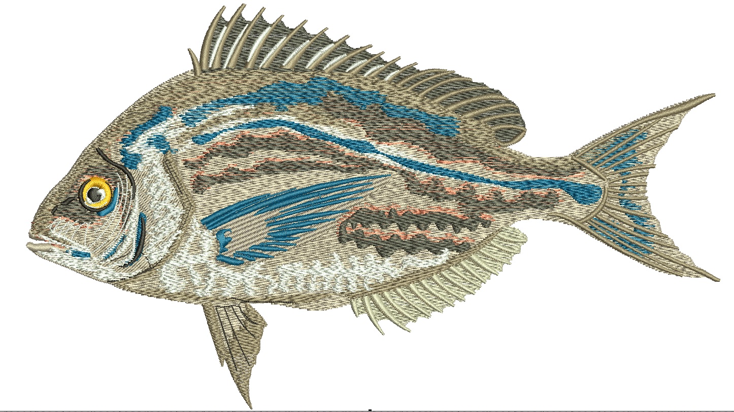 Fish scup machine embroidery design – instant download digital file 