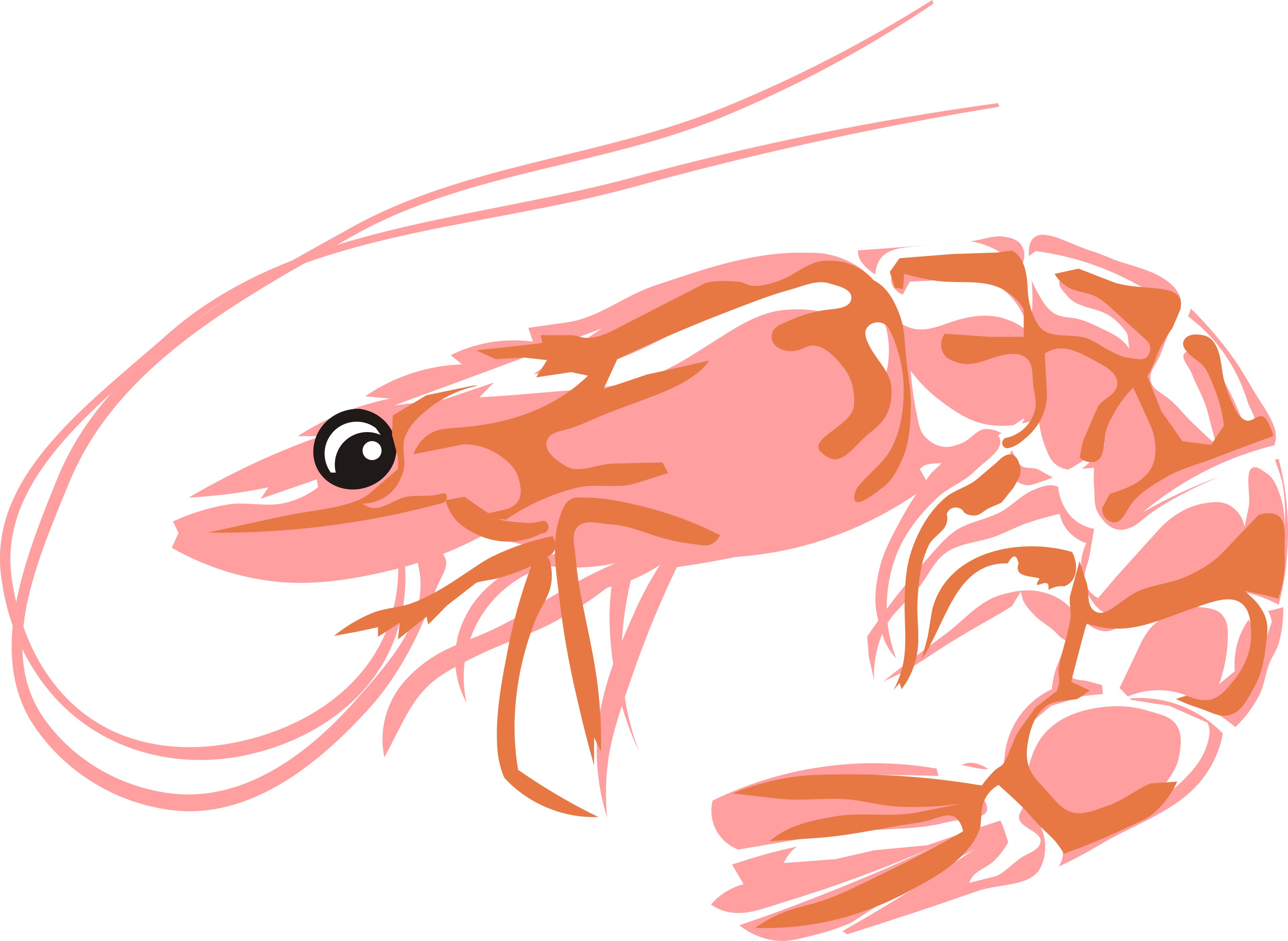Shrimp vector SVG. dxf, PNG. EPS. jpg big size 300 dpi files 