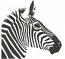 Zebra Face Machine Embroidery Designs, instantly download 