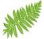 Fern leaf  machine embroidery design - Instant Download 