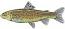 BROWN TROUT Fisherman embroidery design 