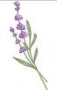 Lavender machine embroidery design 