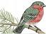 Bullfinch Machine Embroidery Design