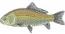 Bigmouth Buffalo Fisherman Machine Embroidery Design 