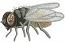 Housefly Machine Embroidery Design 