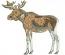 Elk Machine Embroidery Design 