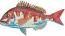 Red Sea Bream Fish Machine Embroidery Design 