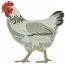 Realistic Chicken Embroidery Design Hen Portrait 3 Sizes Farm Bird 