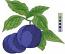 Blue Plums with Leaves Machine Embroidery Design Juicy Fruit 3 Sizes 